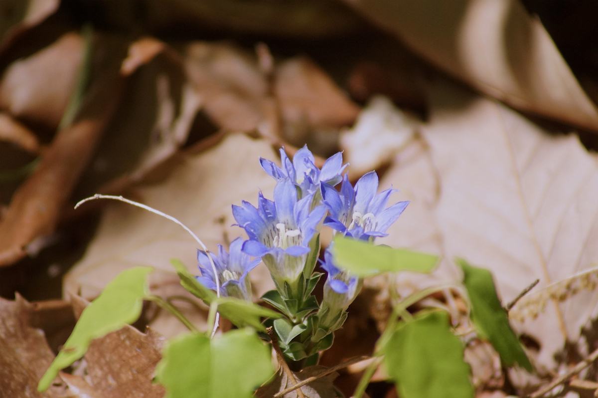 f:id:masatdm1951:20200419183519j:plain