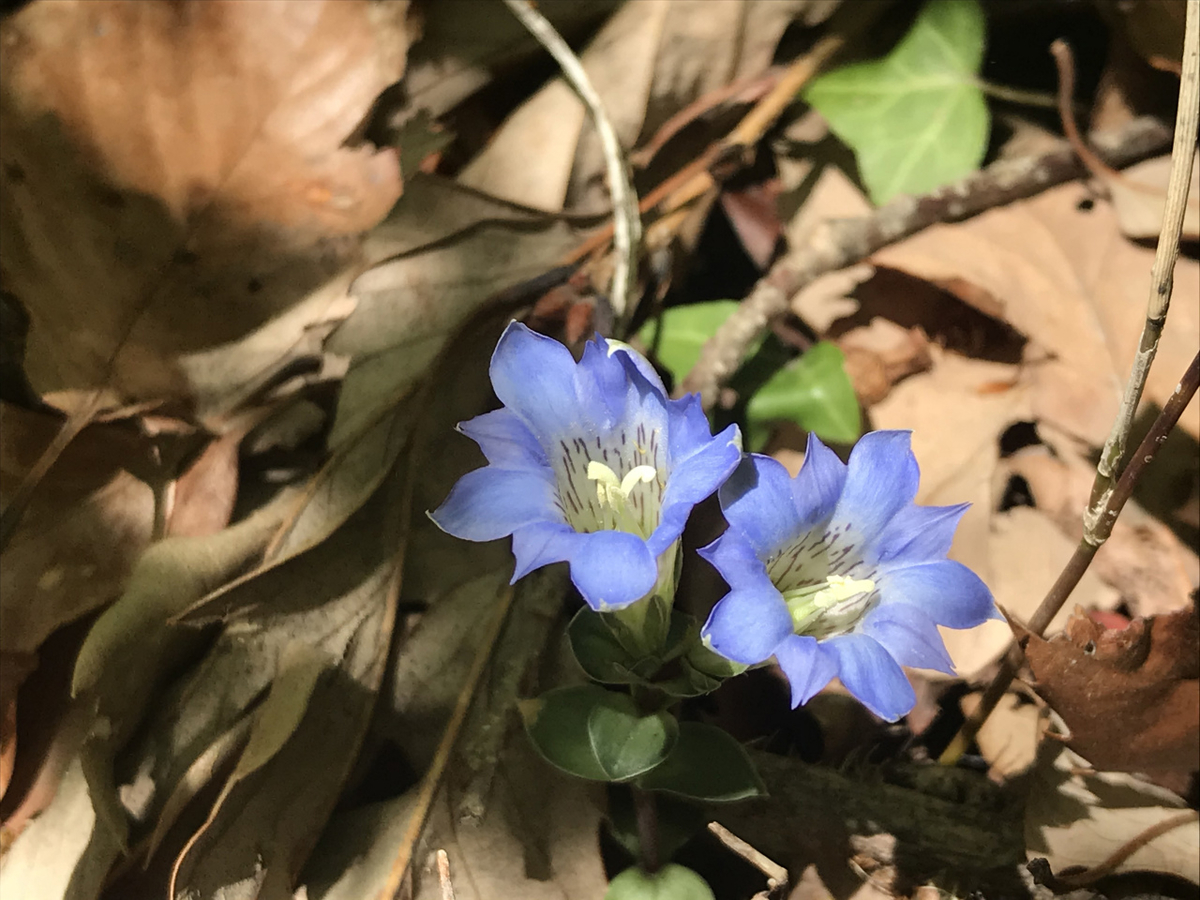 f:id:masatdm1951:20200419183532j:plain