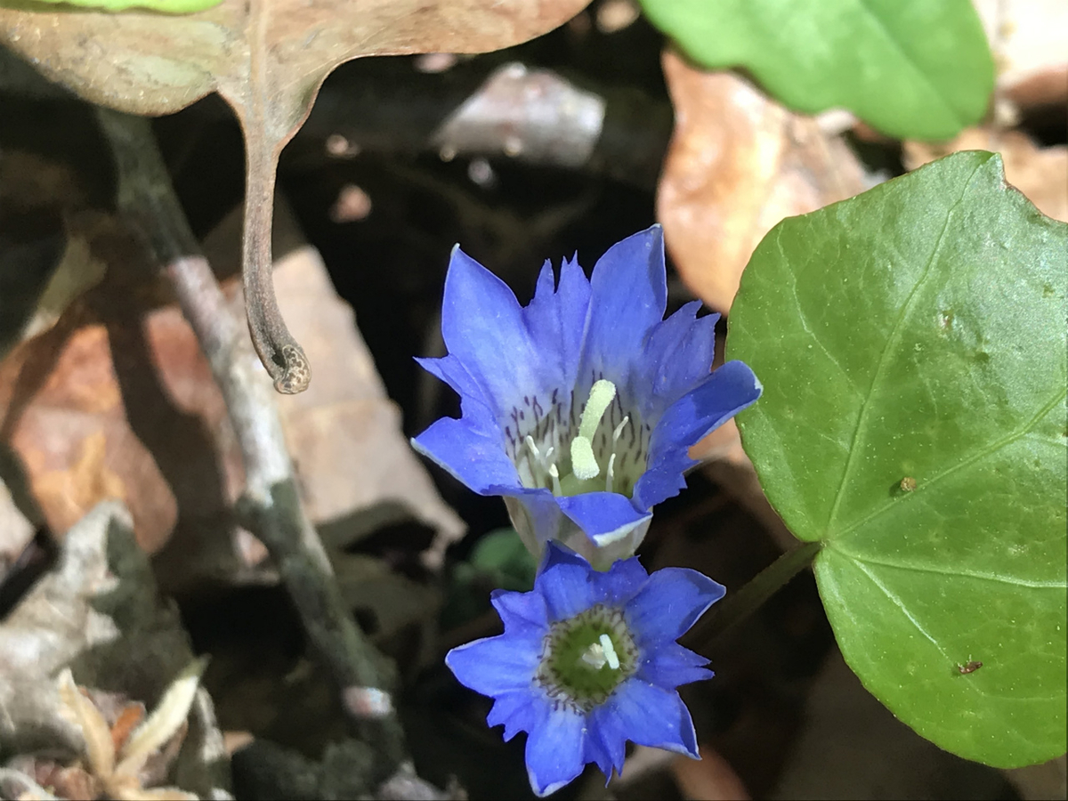 f:id:masatdm1951:20200419183615j:plain