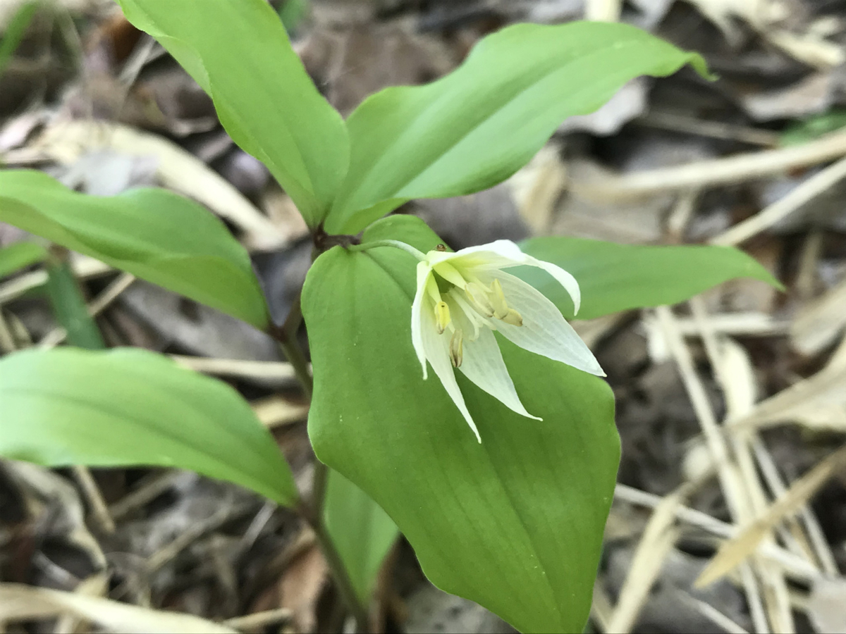 f:id:masatdm1951:20200419183828j:plain