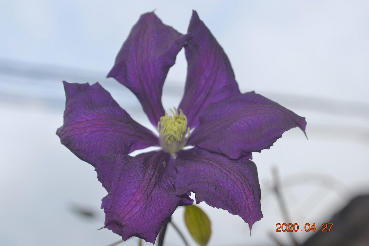 f:id:masatdm1951:20200427075515j:plain f:id:masatdm1951:20200427075515j:plain