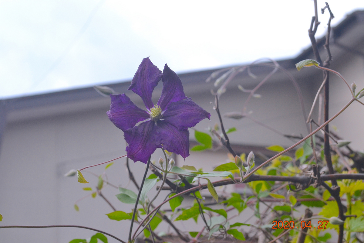 f:id:masatdm1951:20200427075529j:plain f:id:masatdm1951:20200427075529j:plain