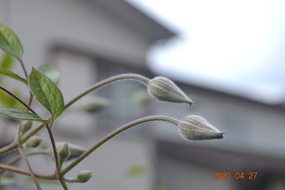 f:id:masatdm1951:20200427075544j:plain f:id:masatdm1951:20200427075544j:plain