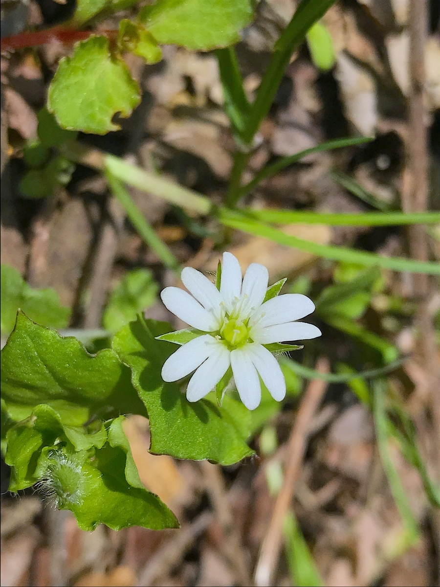 f:id:masatdm1951:20200501124241j:plain