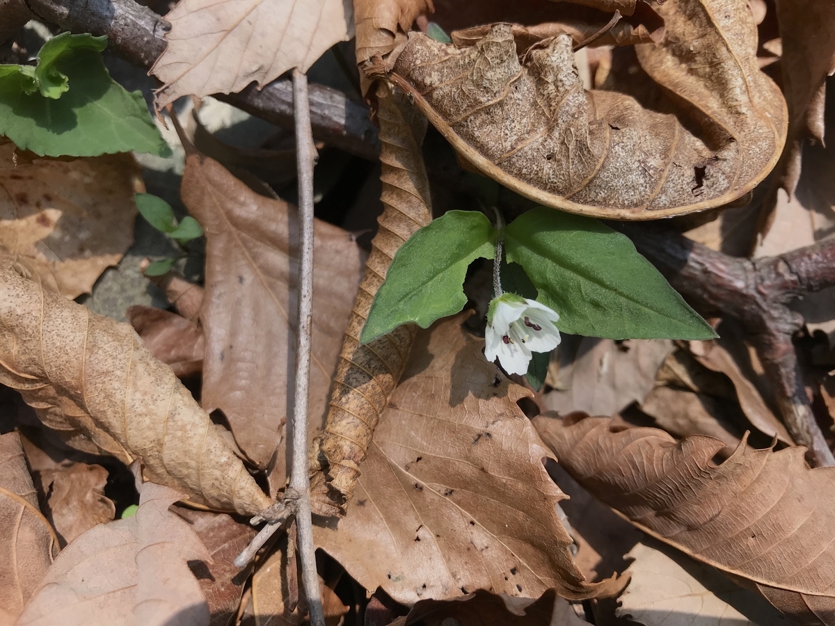 f:id:masatdm1951:20200501131835j:plain