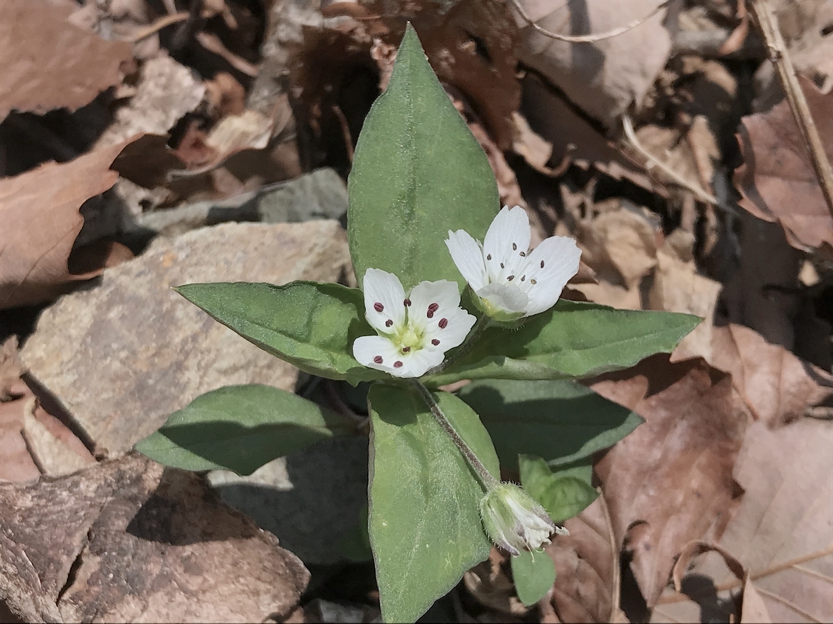 f:id:masatdm1951:20200501132733j:plain