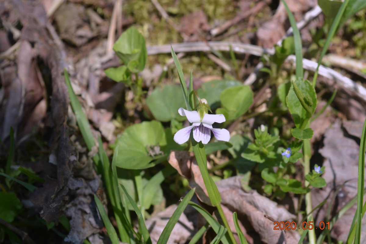 f:id:masatdm1951:20200502095558j:plain