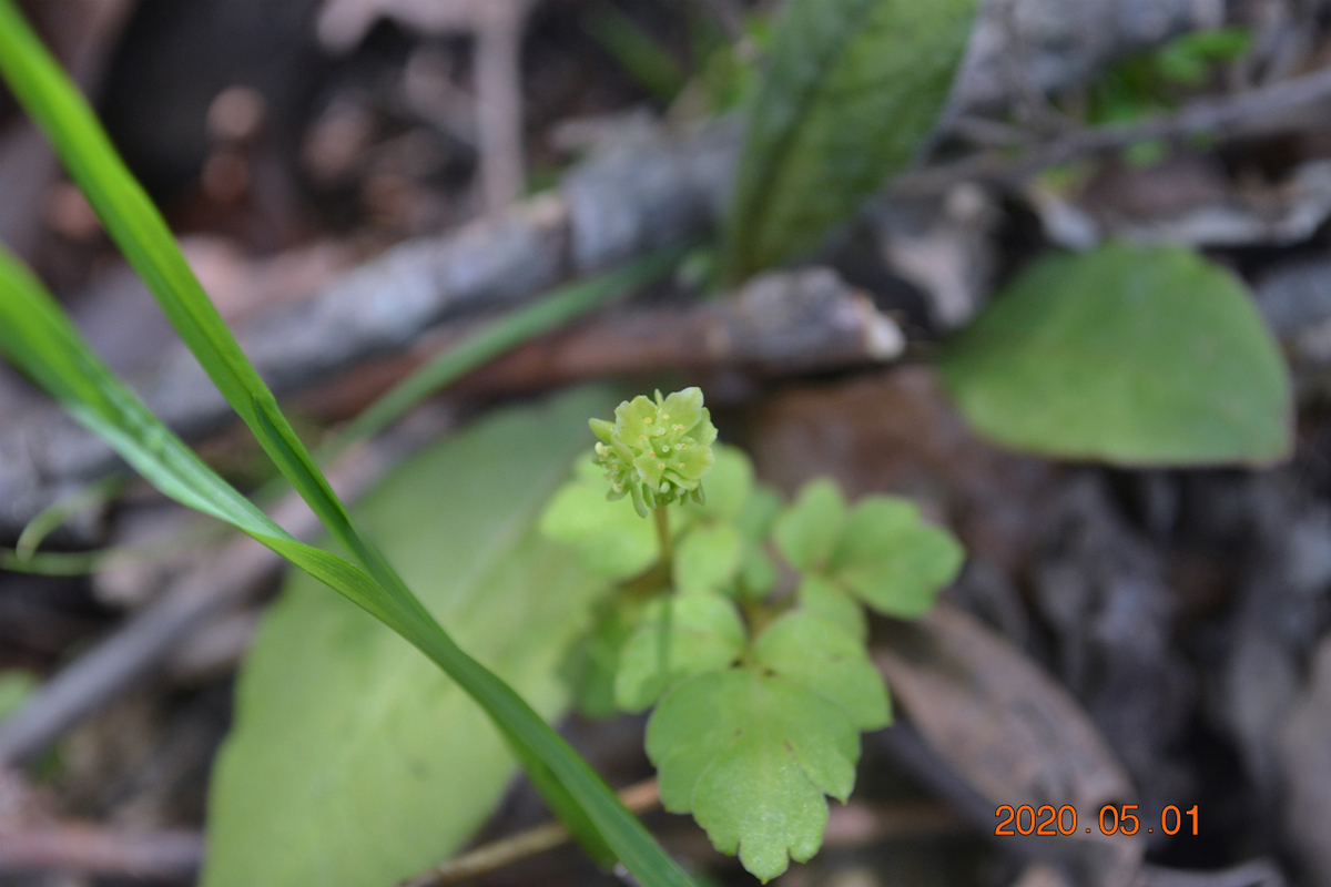 f:id:masatdm1951:20200502095623j:plain