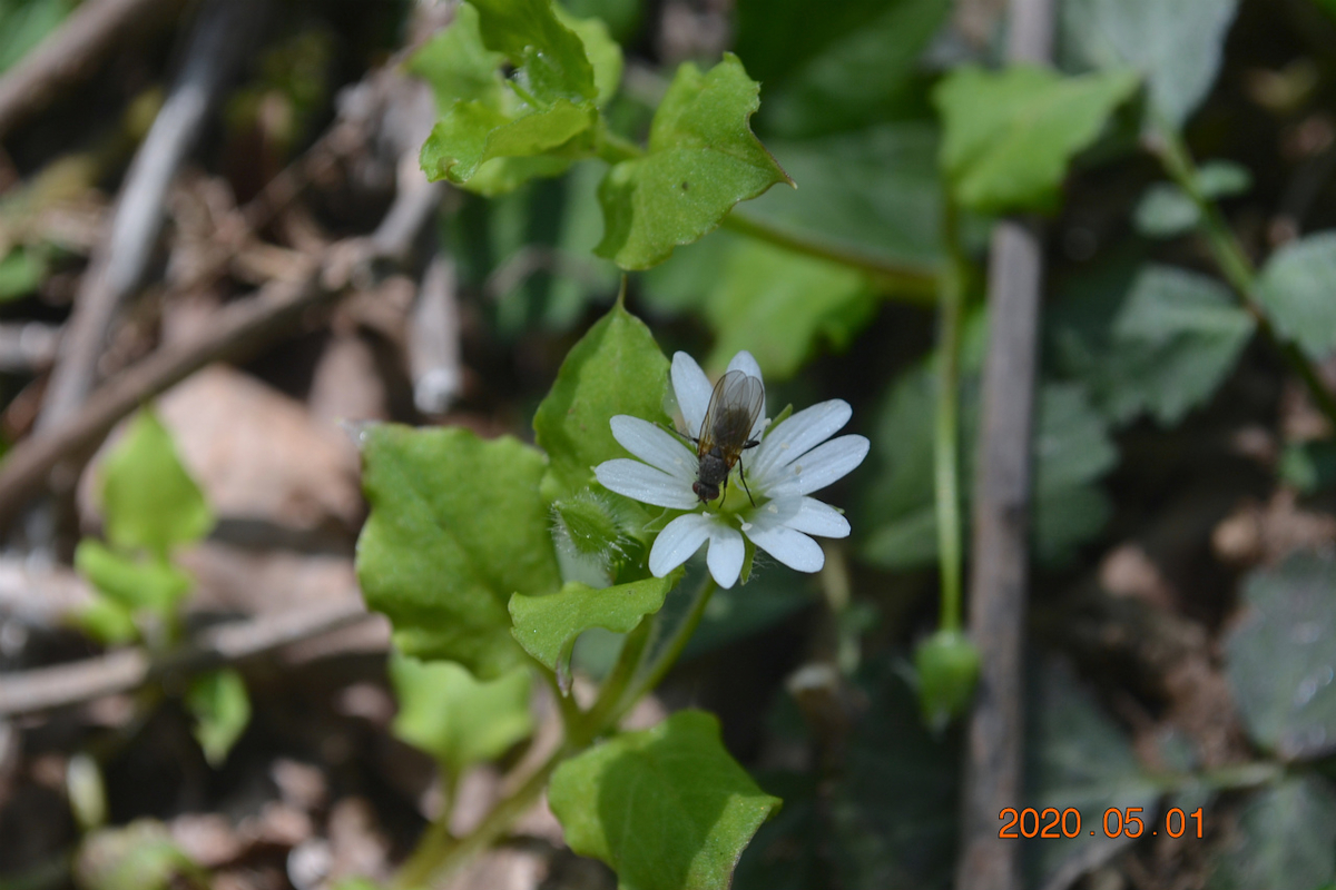 f:id:masatdm1951:20200502095643j:plain