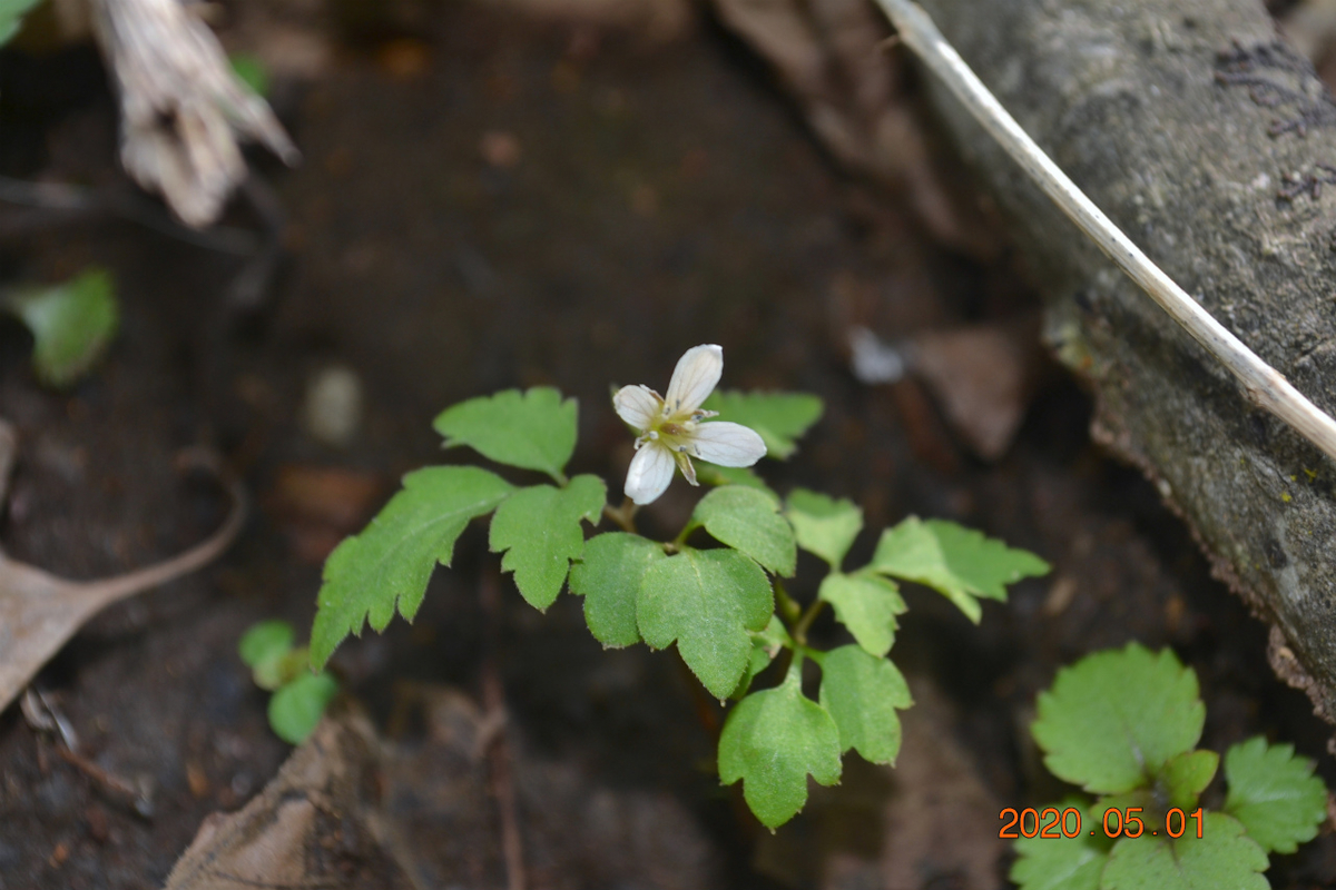 f:id:masatdm1951:20200502095928j:plain