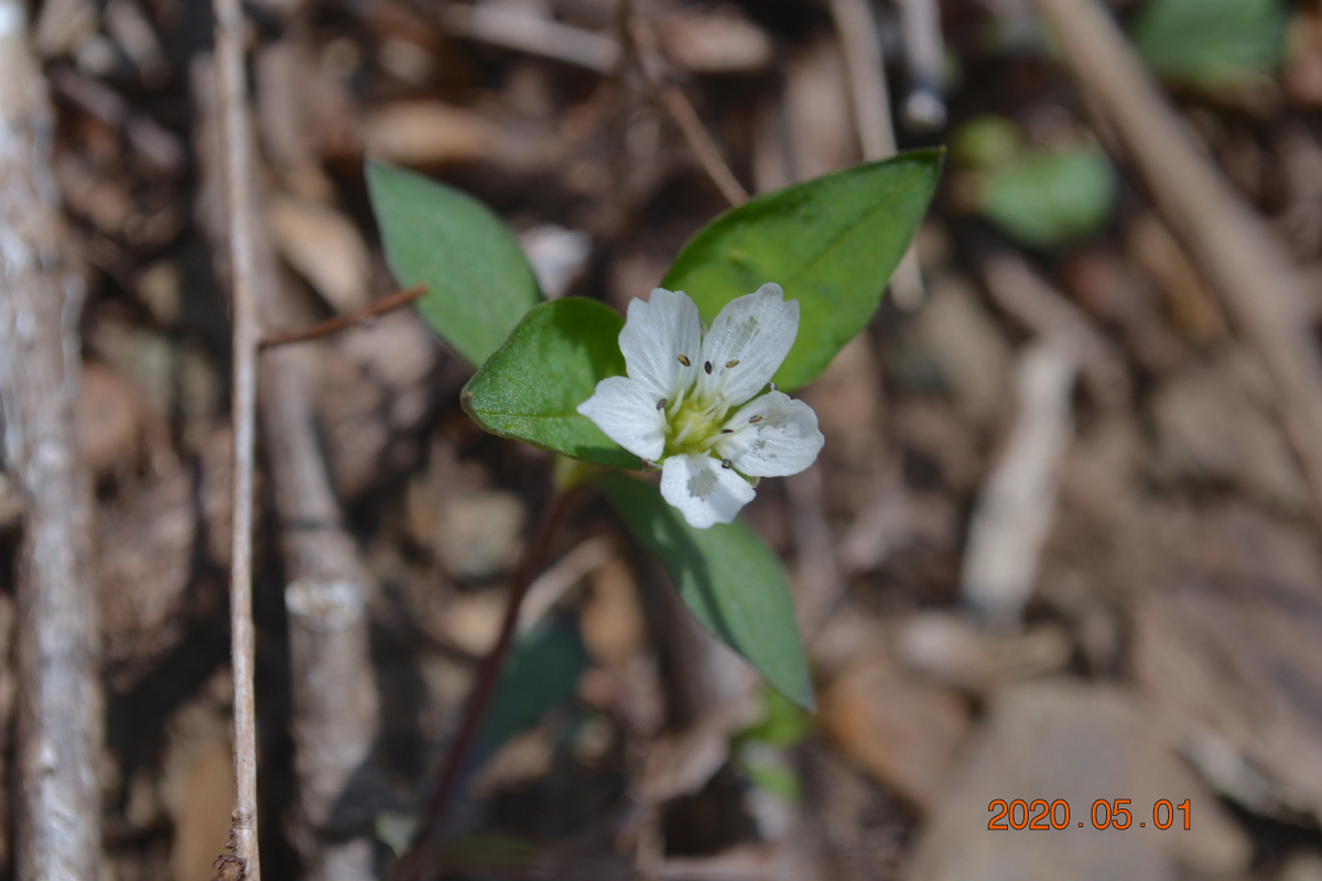 f:id:masatdm1951:20200502100351j:plain