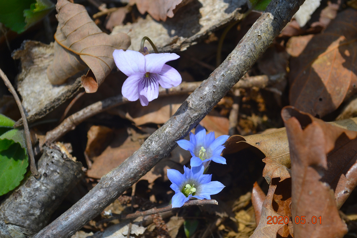 f:id:masatdm1951:20200502100403j:plain