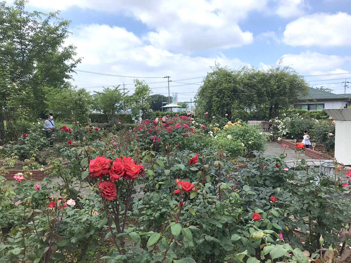 f:id:masatdm1951:20200602222719j:plain