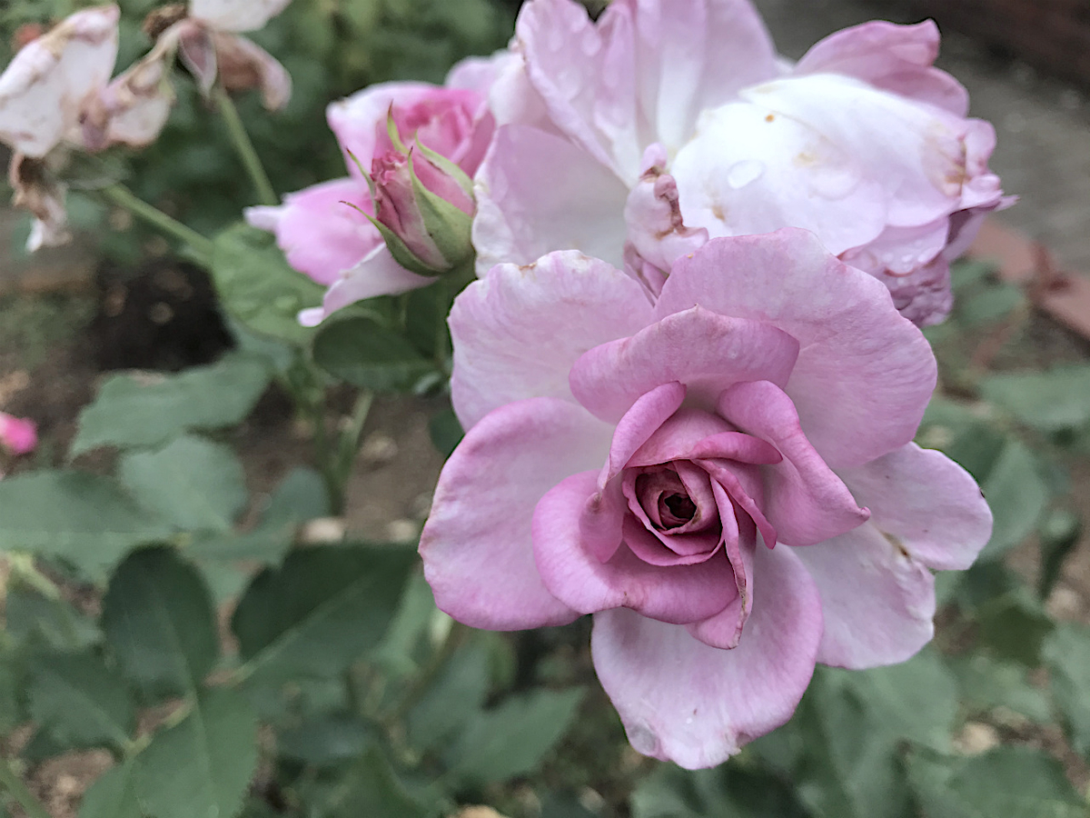 f:id:masatdm1951:20200602222740j:plain