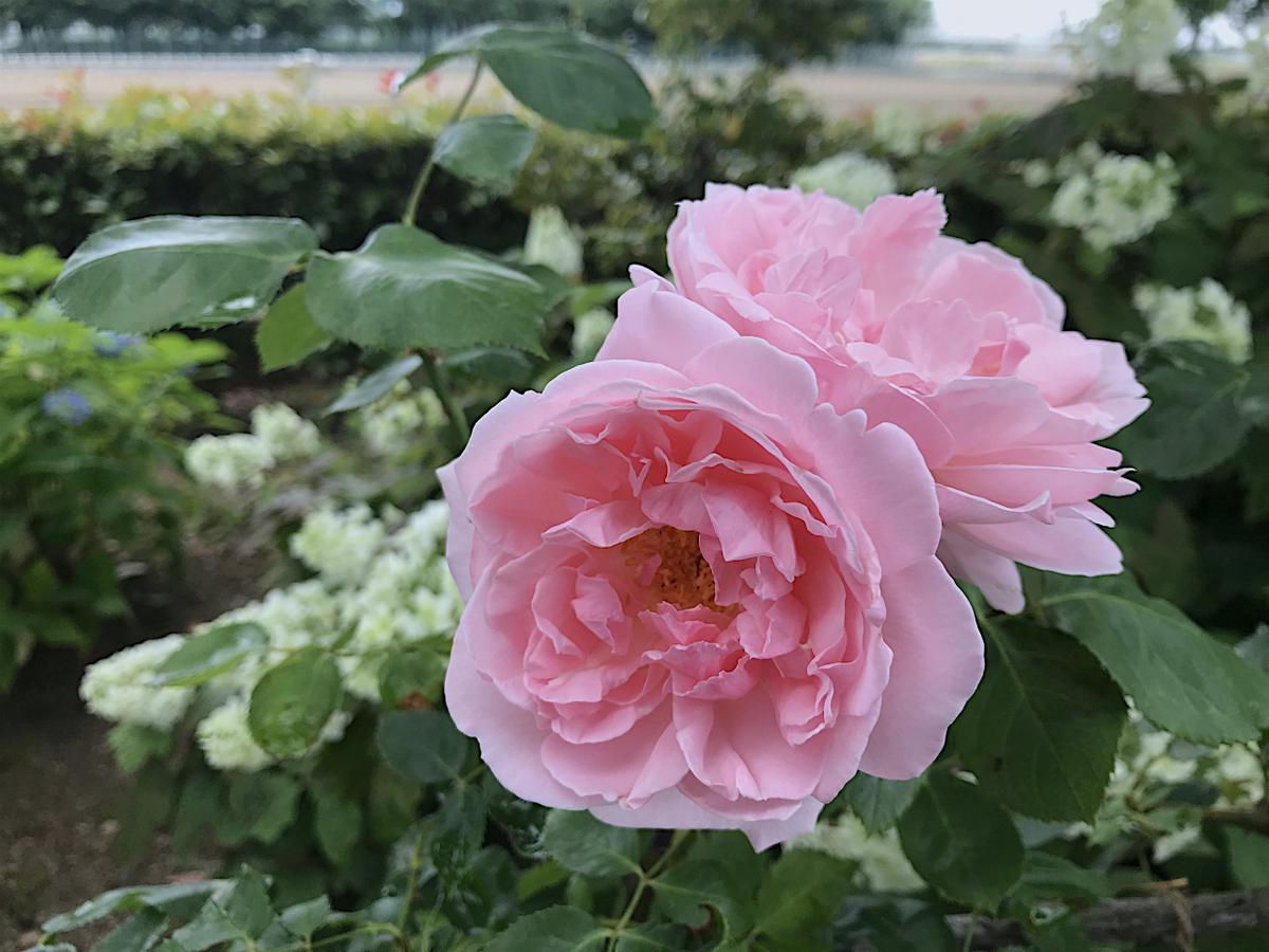 f:id:masatdm1951:20200602222745j:plain