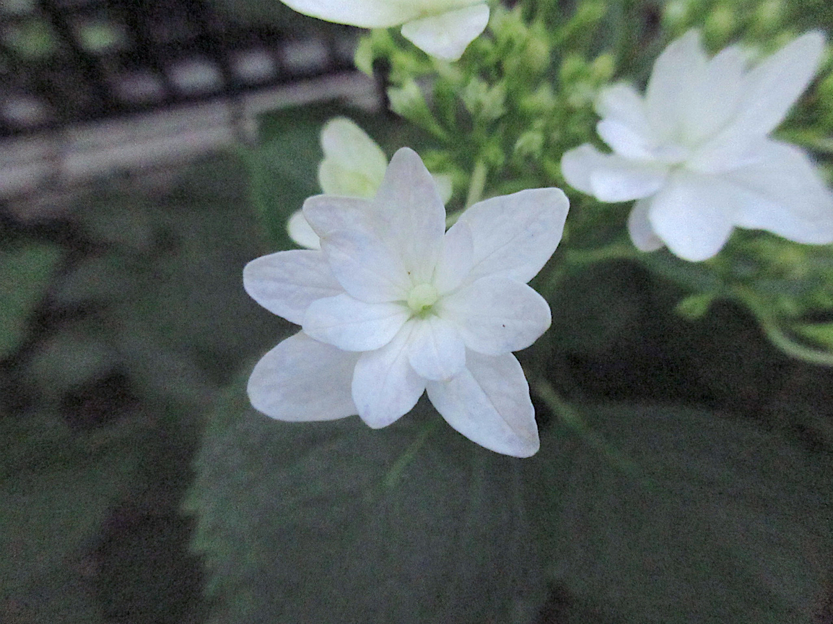 f:id:masatdm1951:20200608075256j:plain