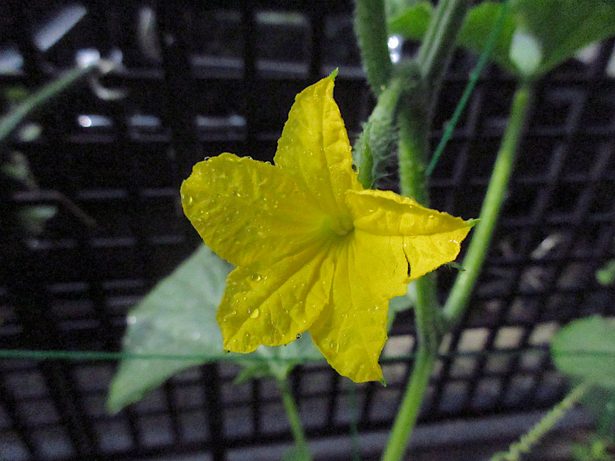 f:id:masatdm1951:20200608075301j:plain