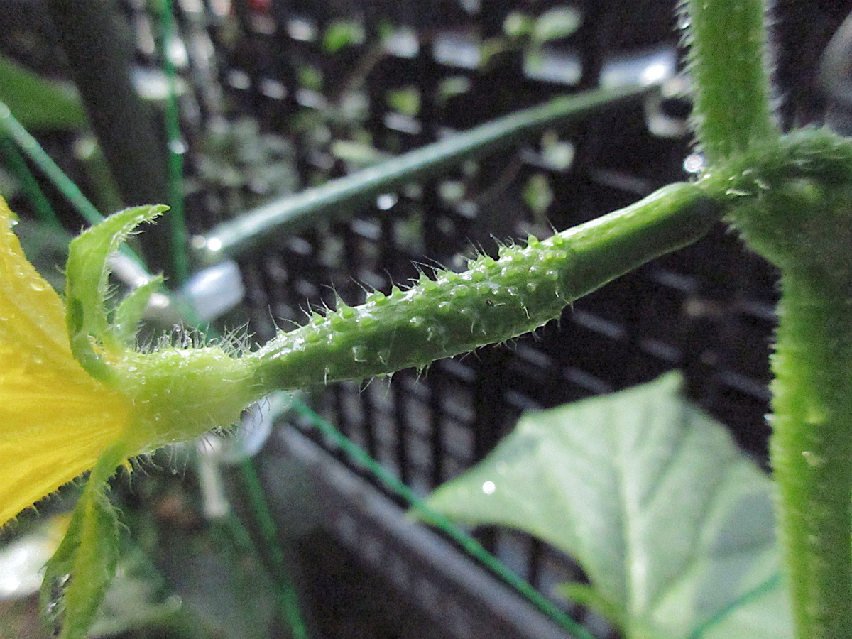 f:id:masatdm1951:20200608075305j:plain