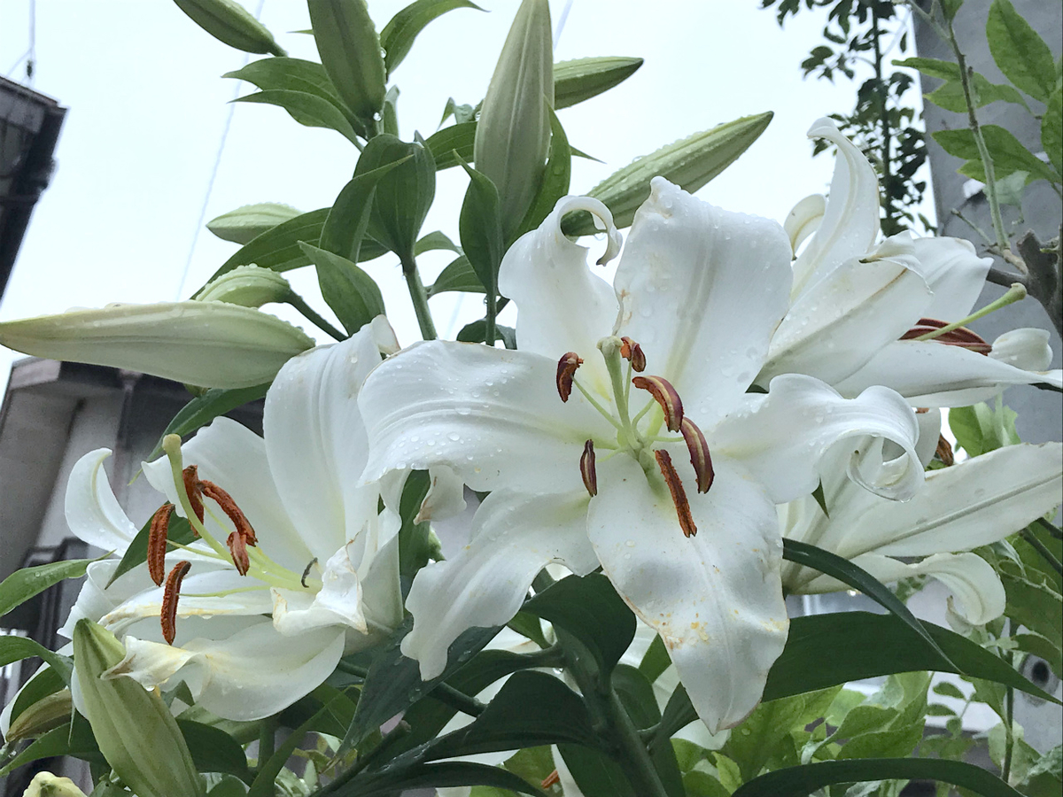 f:id:masatdm1951:20200624212453j:plain