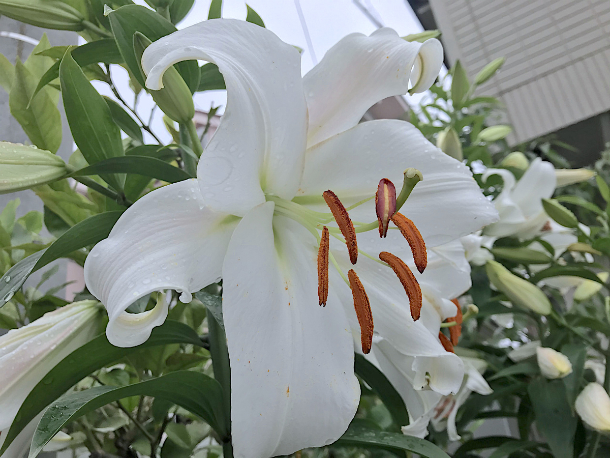 f:id:masatdm1951:20200624212456j:plain