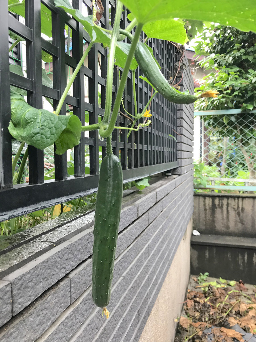 f:id:masatdm1951:20200624212503j:plain