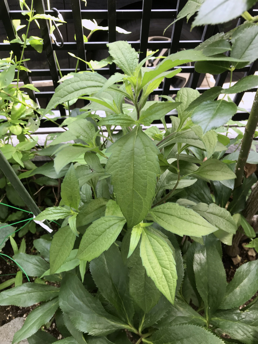 f:id:masatdm1951:20200630083011j:plain f:id:masatdm1951:20200630083011j:plain