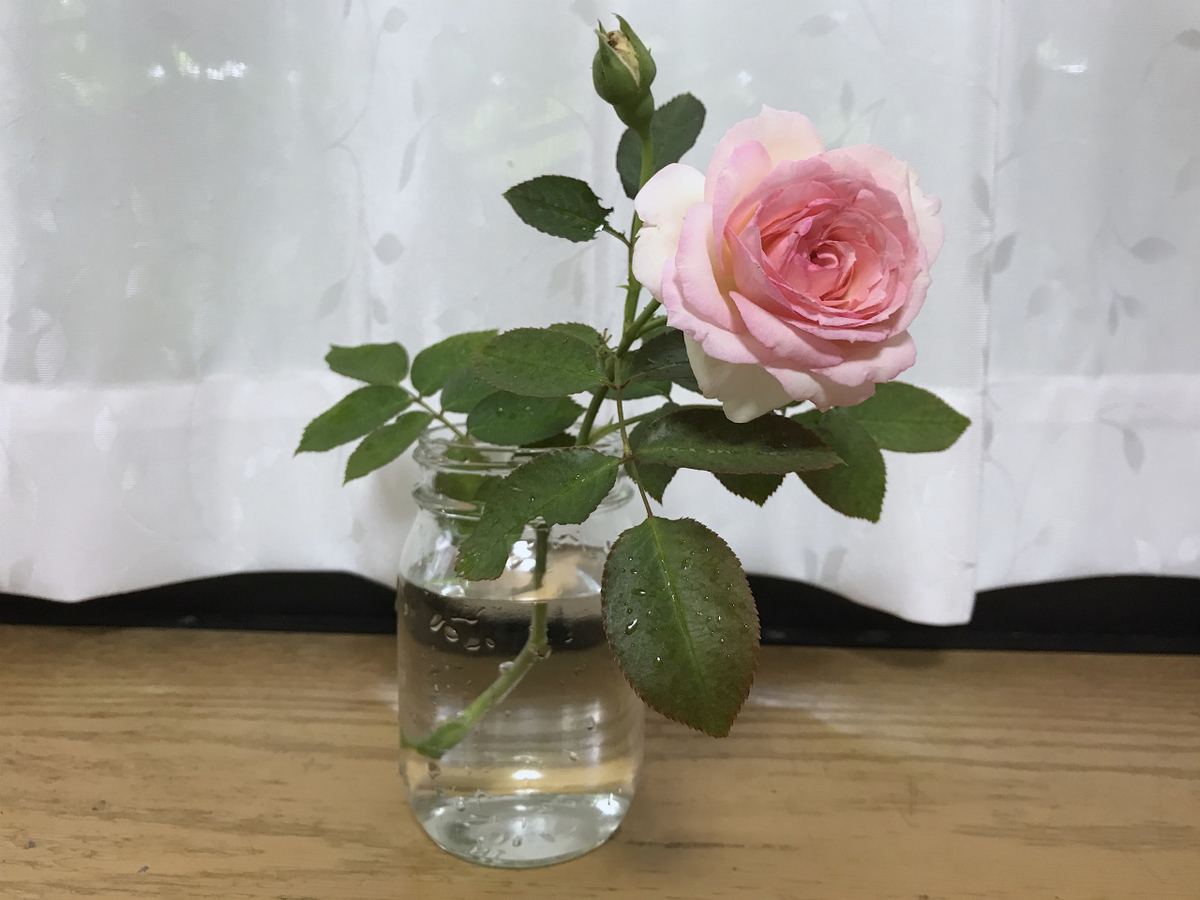 f:id:masatdm1951:20200630083024j:plain f:id:masatdm1951:20200630083024j:plain