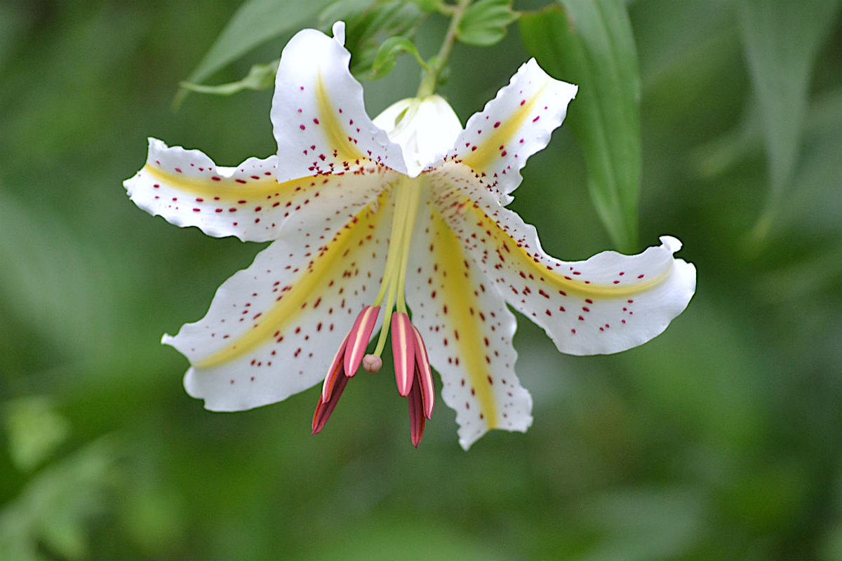 f:id:masatdm1951:20200723045653j:plain f:id:masatdm1951:20200723045653j:plain