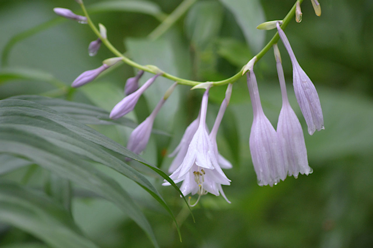 f:id:masatdm1951:20200723045702j:plain f:id:masatdm1951:20200723045702j:plain