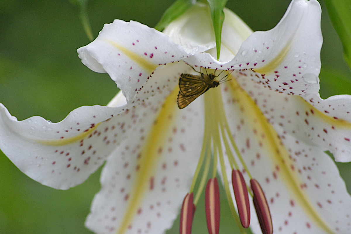 f:id:masatdm1951:20200723045722j:plain f:id:masatdm1951:20200723045722j:plain