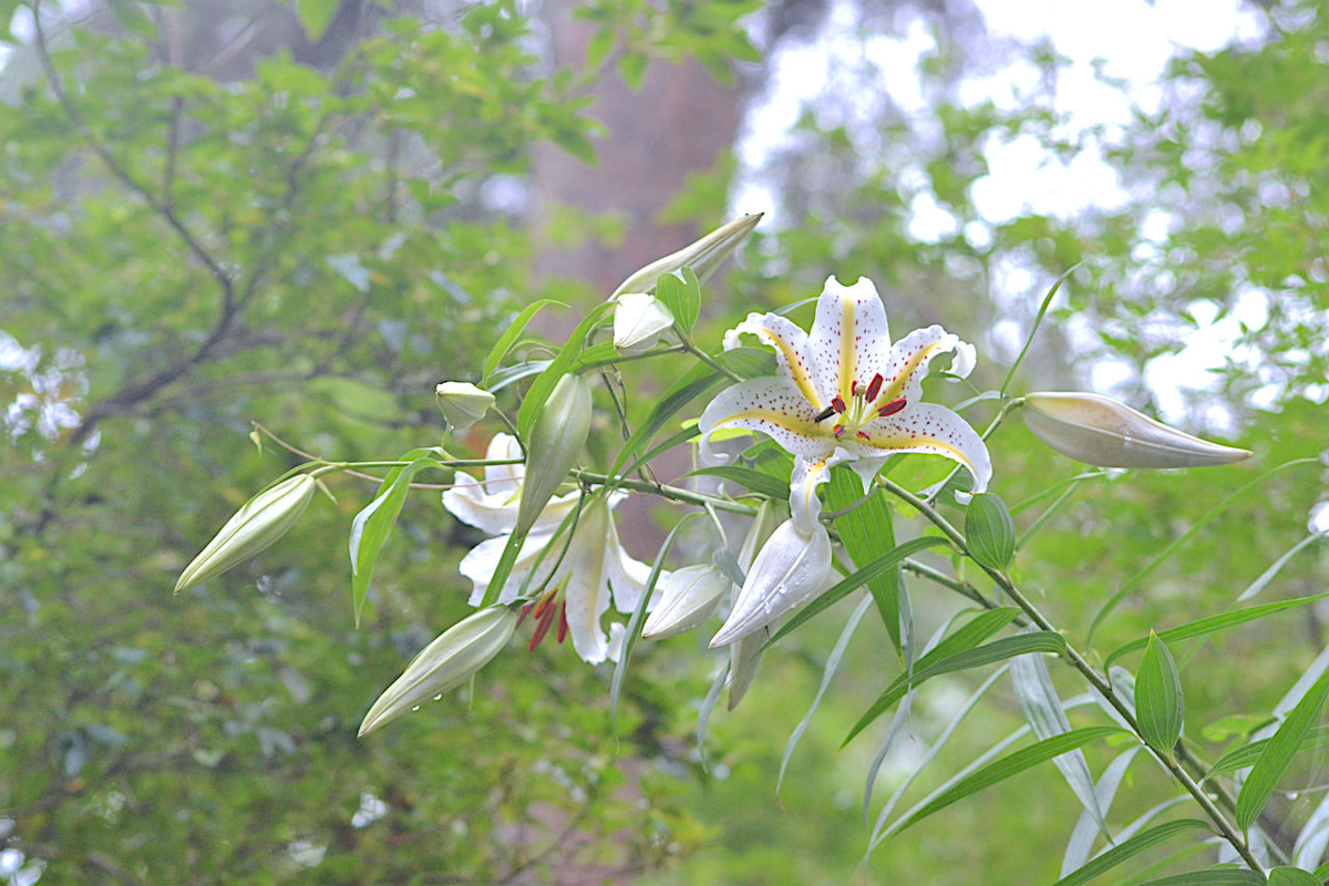 f:id:masatdm1951:20200723065309j:plain f:id:masatdm1951:20200723065309j:plain