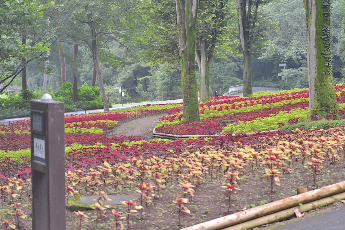 f:id:masatdm1951:20200723065316j:plain f:id:masatdm1951:20200723065316j:plain