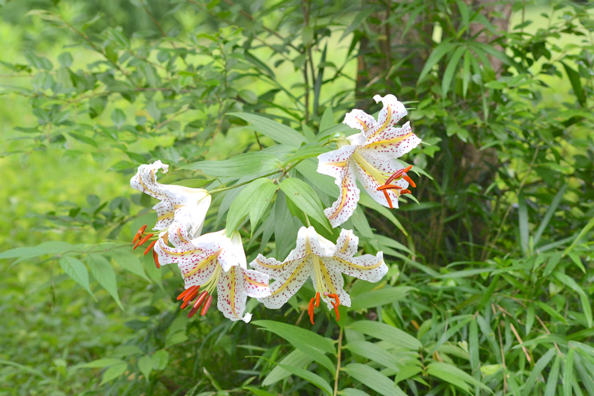 f:id:masatdm1951:20200723065319j:plain f:id:masatdm1951:20200723065319j:plain