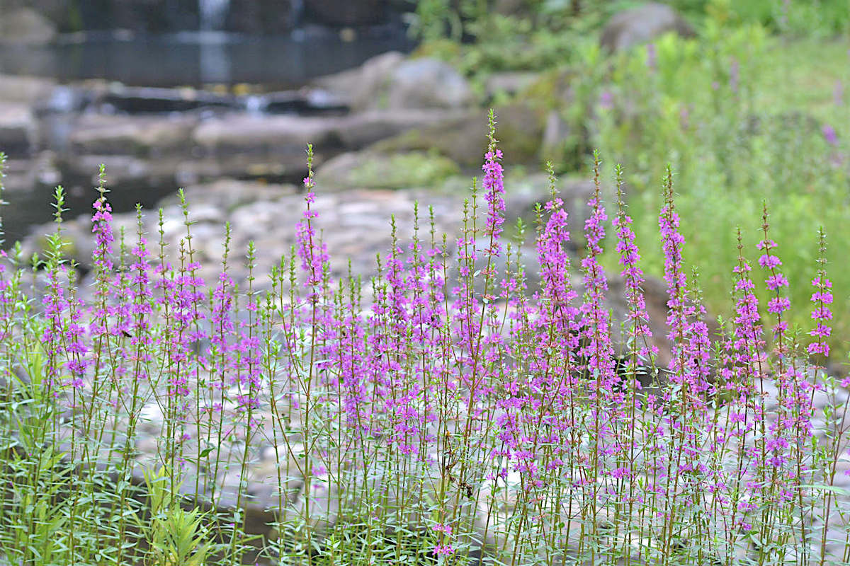 f:id:masatdm1951:20200723065337j:plain f:id:masatdm1951:20200723065337j:plain