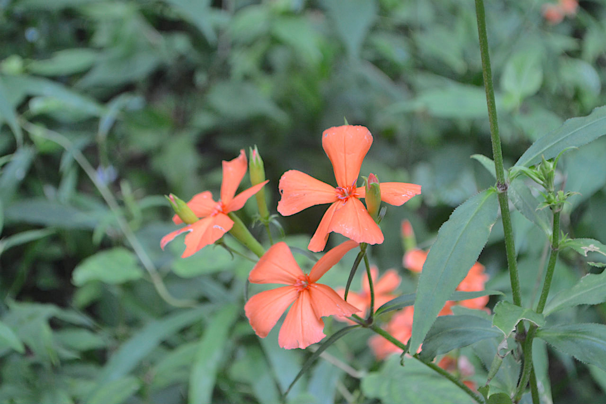 f:id:masatdm1951:20200723070427j:plain f:id:masatdm1951:20200723070427j:plain