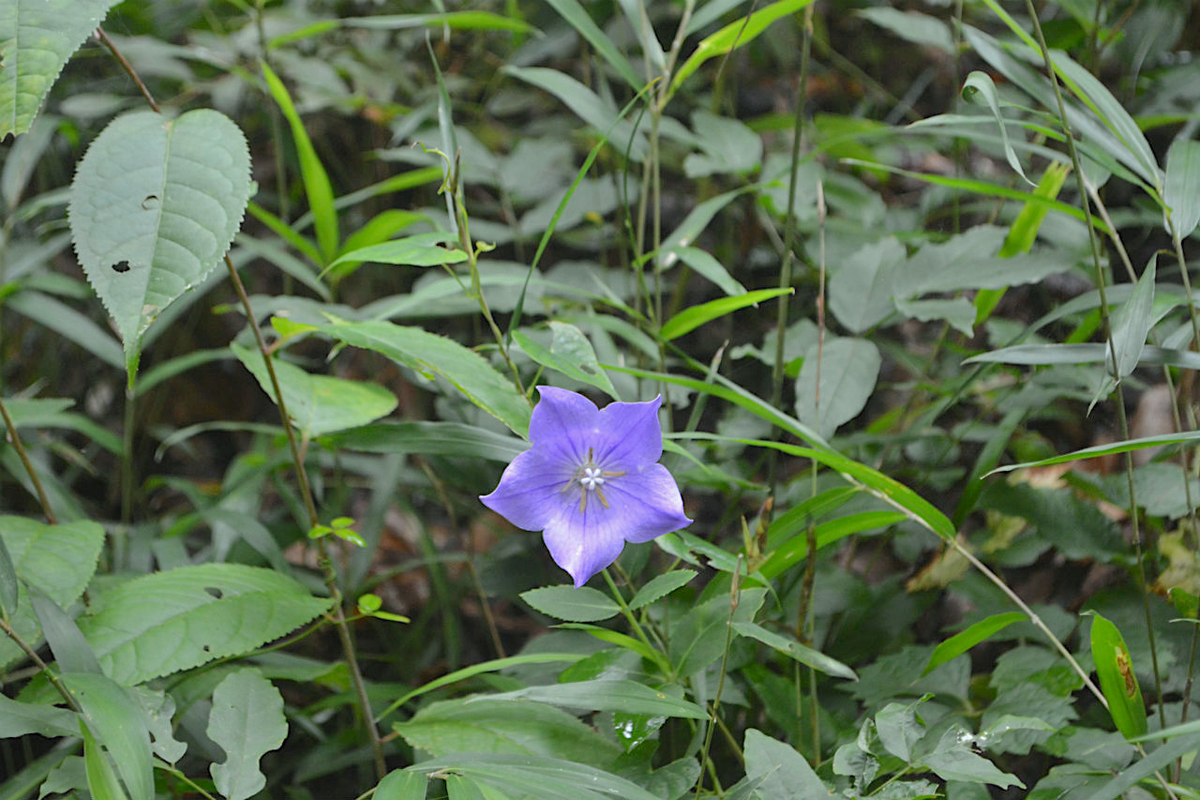 f:id:masatdm1951:20200723070438j:plain f:id:masatdm1951:20200723070438j:plain