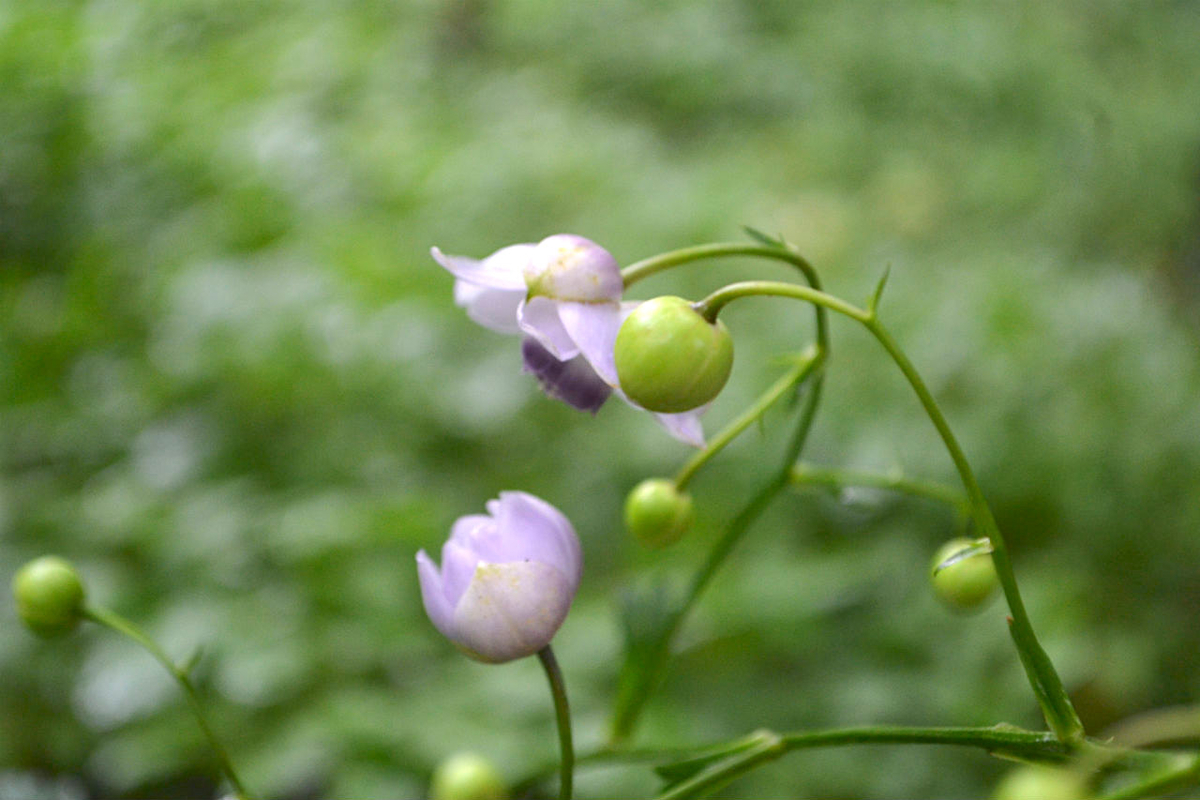 f:id:masatdm1951:20200723070447j:plain f:id:masatdm1951:20200723070447j:plain