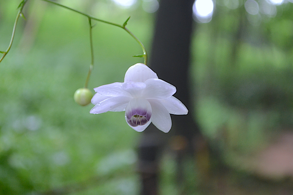 f:id:masatdm1951:20200723070525j:plain f:id:masatdm1951:20200723070525j:plain