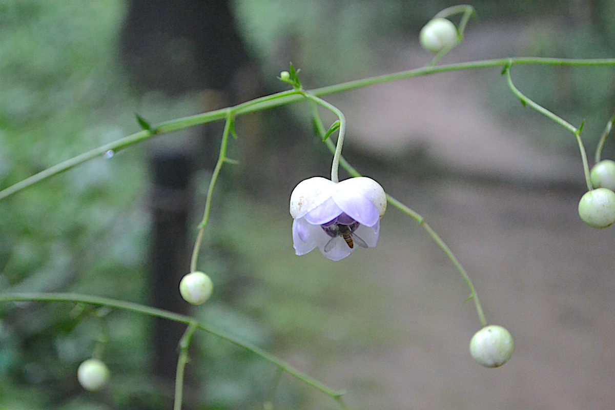 f:id:masatdm1951:20200723070557j:plain f:id:masatdm1951:20200723070557j:plain