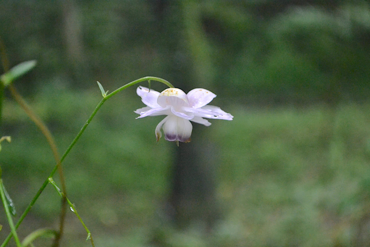 f:id:masatdm1951:20200723070613j:plain f:id:masatdm1951:20200723070613j:plain