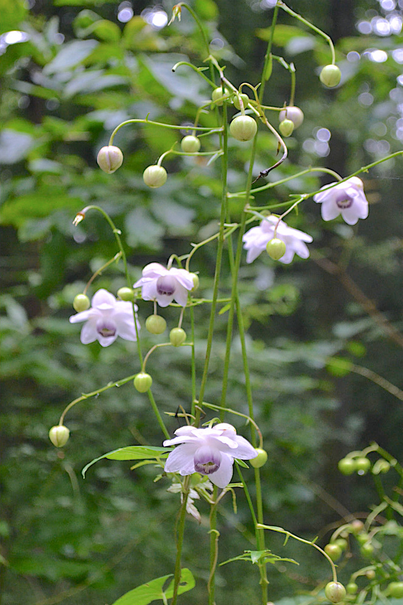 f:id:masatdm1951:20200723070624j:plain f:id:masatdm1951:20200723070624j:plain