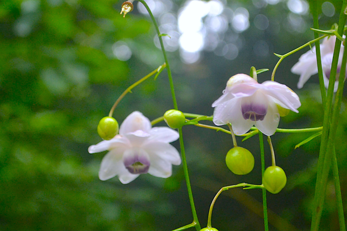 f:id:masatdm1951:20200723070646j:plain f:id:masatdm1951:20200723070646j:plain