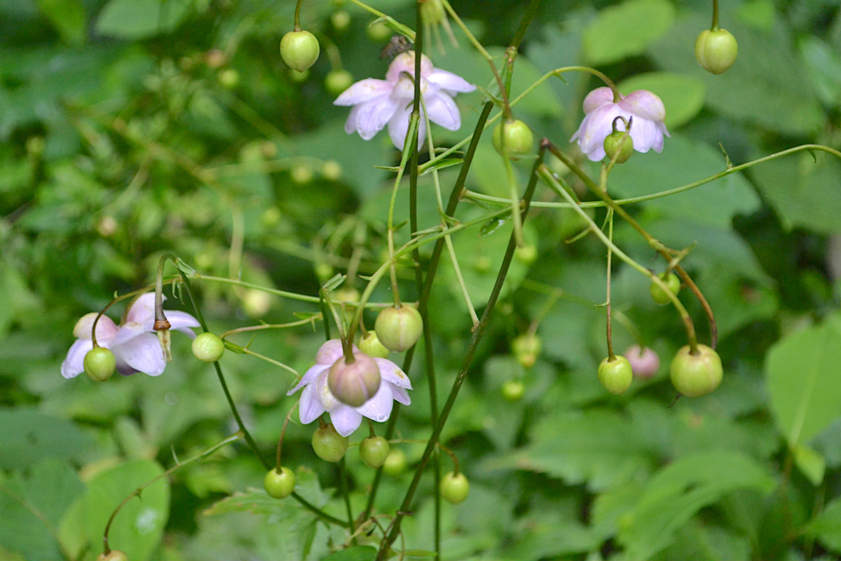 f:id:masatdm1951:20200723070659j:plain f:id:masatdm1951:20200723070659j:plain