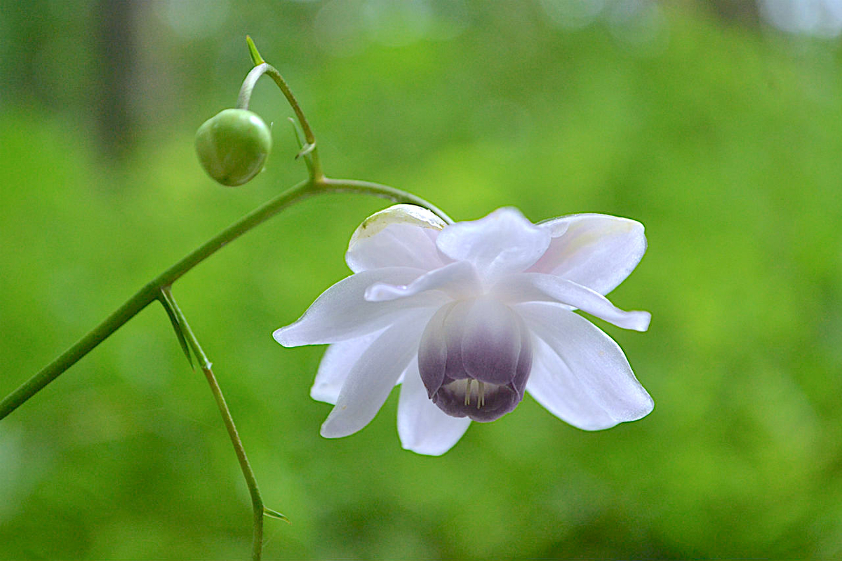 f:id:masatdm1951:20200723070736j:plain f:id:masatdm1951:20200723070736j:plain