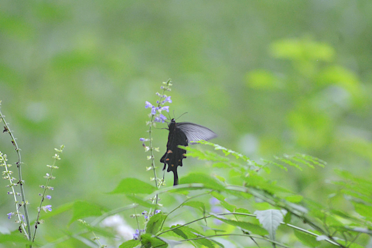 f:id:masatdm1951:20200723070749j:plain f:id:masatdm1951:20200723070749j:plain