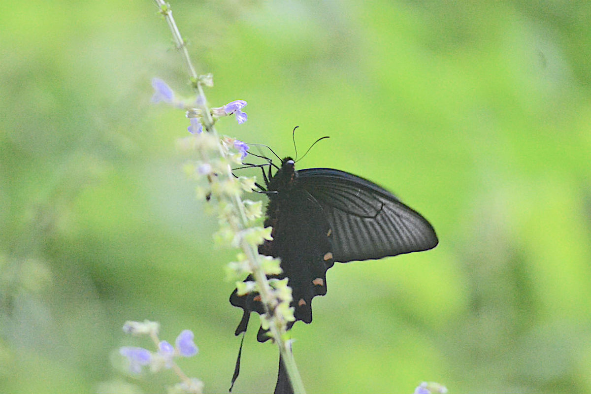 f:id:masatdm1951:20200723070811j:plain f:id:masatdm1951:20200723070811j:plain