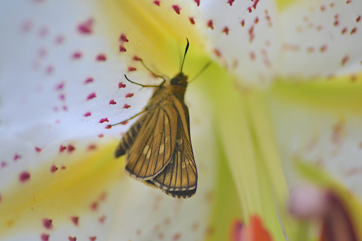 f:id:masatdm1951:20200723070900j:plain f:id:masatdm1951:20200723070900j:plain