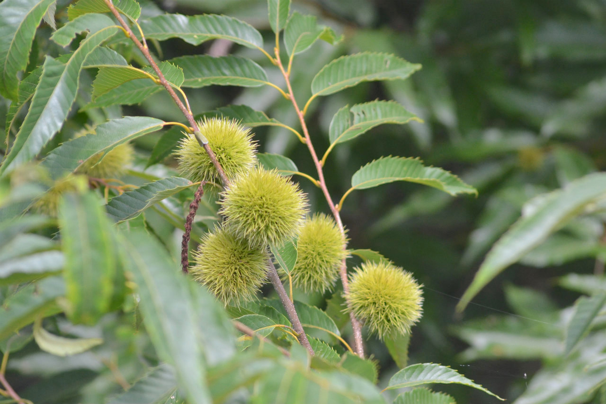 f:id:masatdm1951:20200723070931j:plain f:id:masatdm1951:20200723070931j:plain