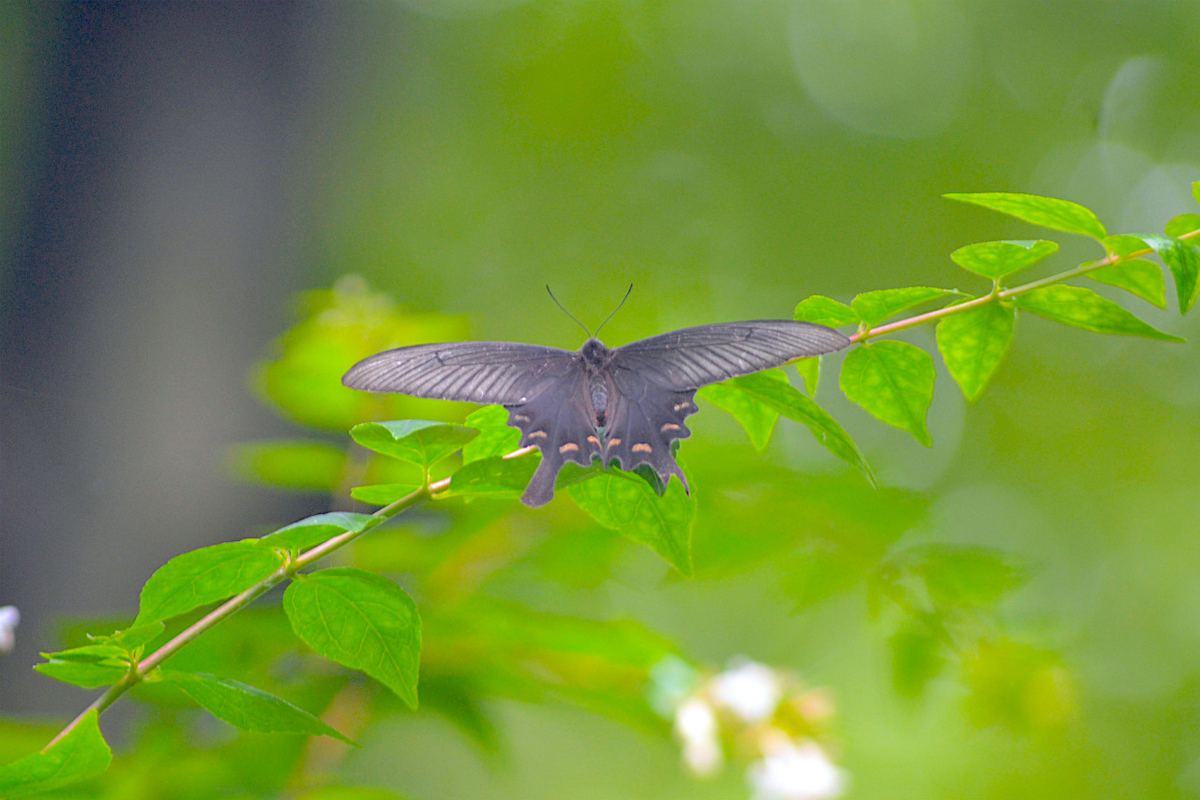 f:id:masatdm1951:20200723070949j:plain f:id:masatdm1951:20200723070949j:plain