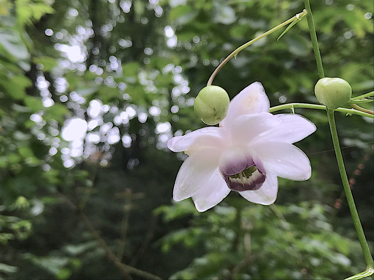 f:id:masatdm1951:20200723071018j:plain f:id:masatdm1951:20200723071018j:plain